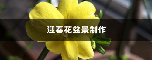 迎春花盆景制作