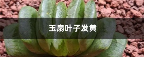 玉扇黄叶的原因和处理办法