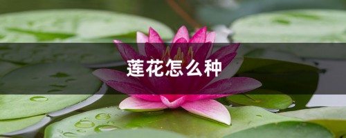 莲花怎么种